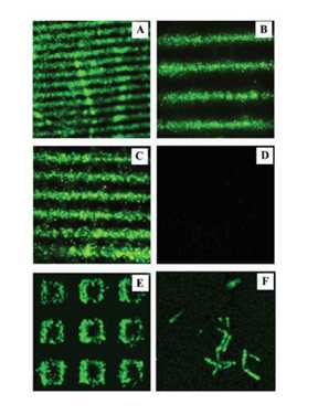 Fluorescence images acquired from TRE assay performed on ZnO NR arrays. The fluorescence images are (A) 1200 × 1200 μm, (B) 400 × 400 μm, (C) 120 × 120 μm, (D) 120 × 120 μm, (E) 60 × 60 μm, and (F) 25×25 μm in size. The underlying ZnO NR platforms used in assays A through D have striped patterns. (A–C) Confocal fluorescence data obtained from positive samples. The green fluorescence emission is clearly seen in these samples which signifies the detection of active telomerase and the successful incorporation of dNTPs in the extension of TS.(D) Typical fluorescence image collected from negative samples. No fluorescence emission is detected from these samples due to the lack of telomerase in the assay. The platforms used in assays E and F are open square and individual ZnO NRs, respectively.(E and F) Fluorescence images obtained from positive samples on (E) open square ZnO NR and (F) individual ZnO NR arrays. Negative assays were carried out by omitting either HeLa cell lysates or dNTPs.